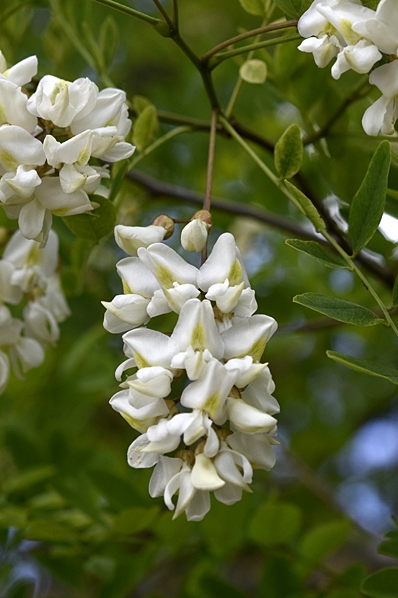 Robinia, Robinia pseudoacacia