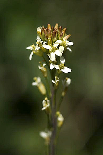 Rockentrav, Arabis glabra, Turritis glabra