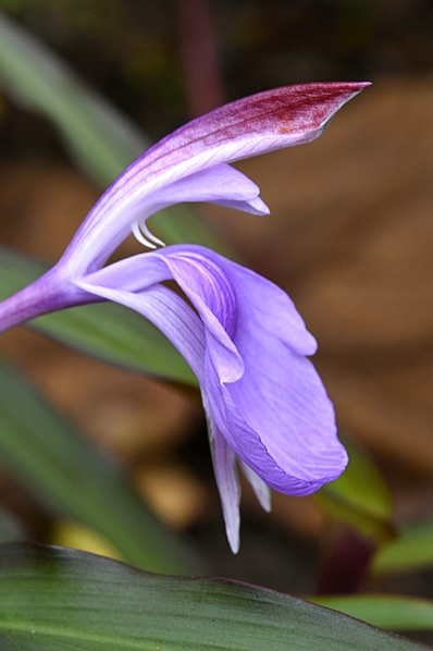 Röd bergingefära, Roscoea purpurea