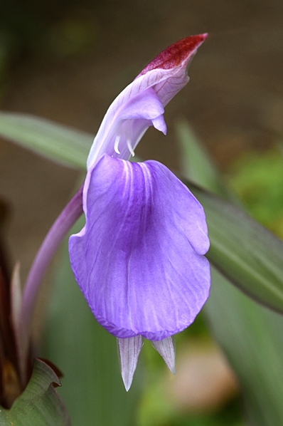 Röd bergingefära, Roscoea purpurea