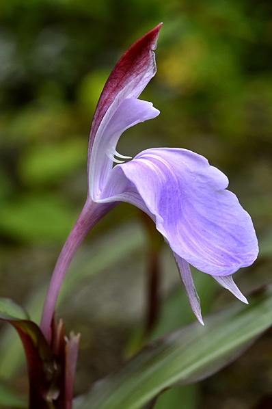 Röd bergingefära, Roscoea purpurea