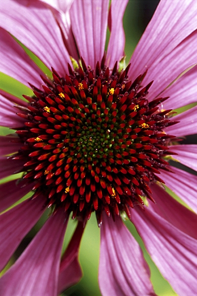 Röd rudbeckia, Echinacea purpurea, Röd solhatt