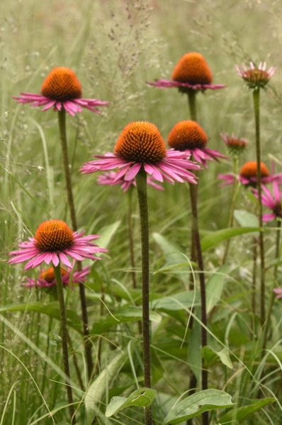 Röd solhatt, Echinacea purpurea, röd rudbeckia