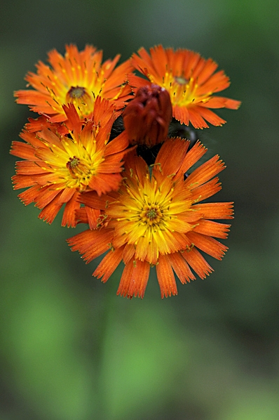 Rödfibbla, Pilosella aurantiaca