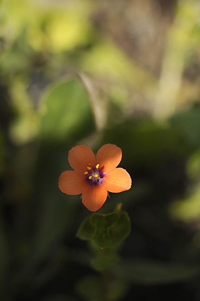 Rödmire, Anagallis arvensis, Lysimachia arvensis