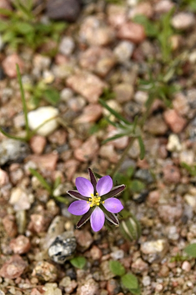 Rödnarv, Spergularia rubra