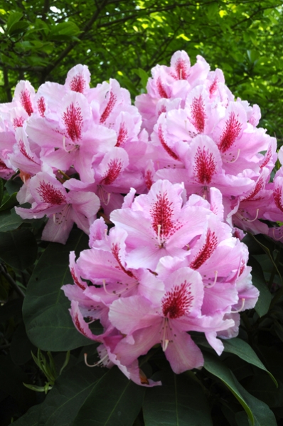 Rododendron, Rhododendron, Sofiero