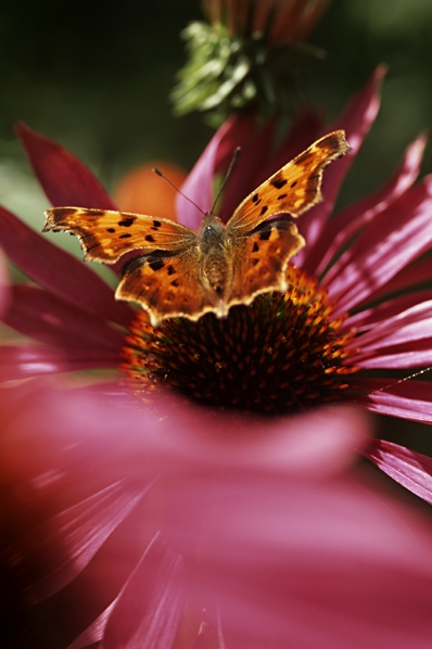 Vinbärsfuks, Polygonia c-album, fjäril, Röd solhatt