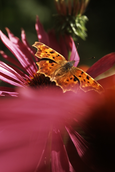 Vinbärsfuks, Polygonia c-album, fjäril, Röd solhatt, Röd rudbeckia