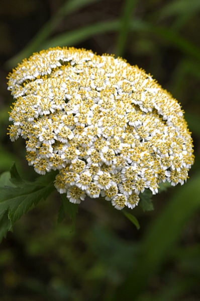 Röllikekrage, Tanacetum macrophyllum