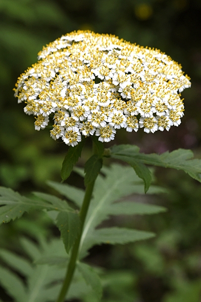 Röllikekrage, Tanacetum macrophyllum