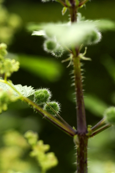 Romersk nässla, Urtica pilulifera