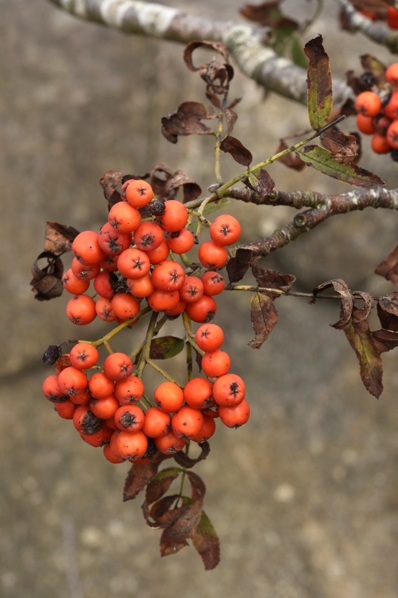Rönnbär, Sorbus aucuparia