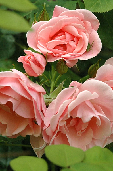 Ros 'Astrid Lindgren'