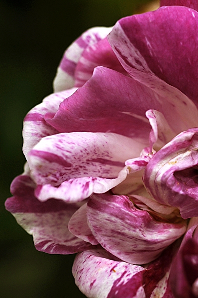 Ros, 'Honorine de Brabant'