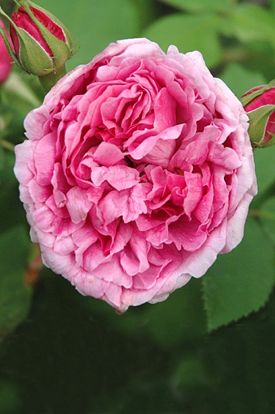Ros 'Madame Boll', Comte de Chambord
