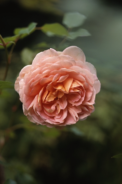 Ros 'Abraham Darby'