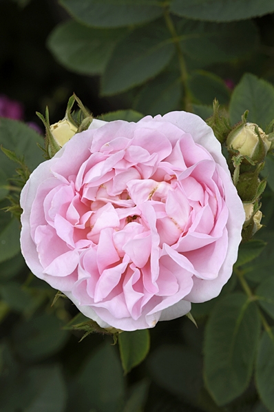 Ros 'Celeste' 'Celestial'