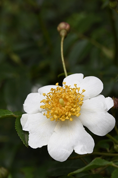 Fältros, Rosa arvensis