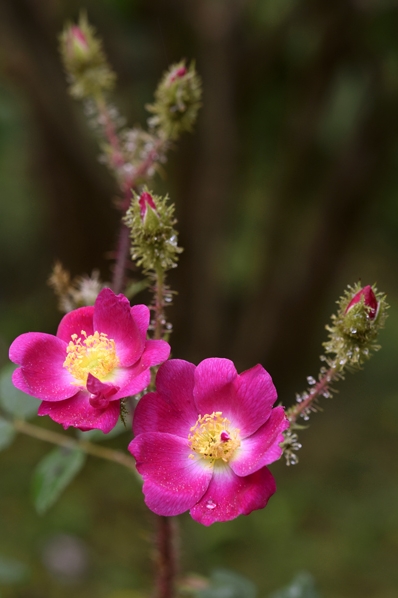 Ros 'Goethe' mossros, mossrosor