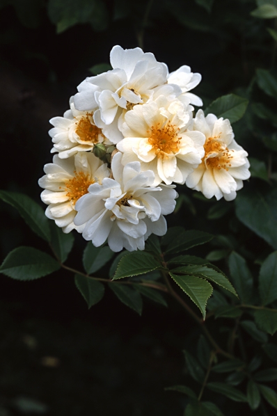 Ros, 'Helena renaissance', honungsros, rosa helene