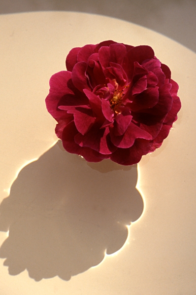 Ros 'Henri Martin'