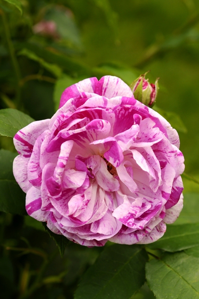 Ros 'Honorine de Brabant'