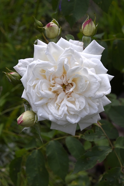 Ros 'Ilse Kroon Superior'