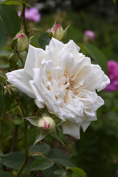 Ros 'Ilse Kroon Superior'