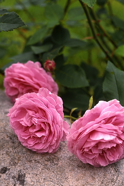 Ros, 'Louise Oudier'