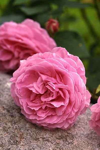 Ros, 'Louise Oudier'