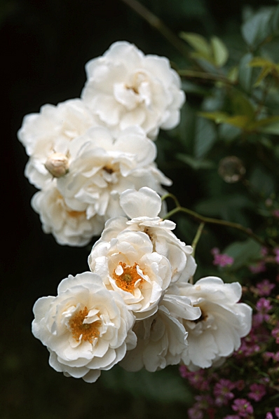 Ros, 'Old Schneewittchen'