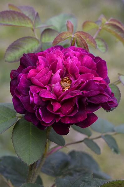 Ros 'Tuscany Superb'