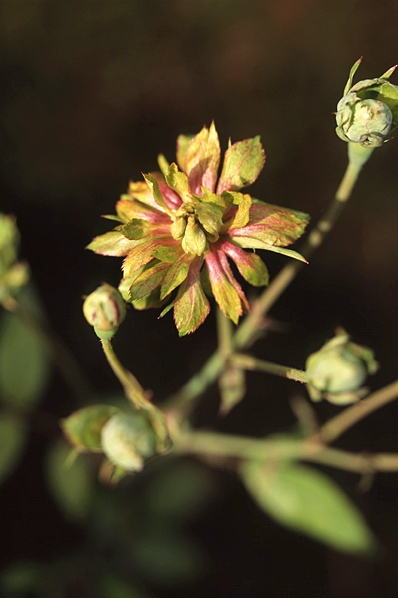 Ros, 'Viridiflora', Rosa chinensis