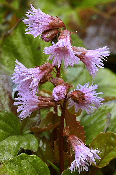 Skär fransklocka, Schizocodon ilicifolius