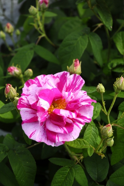 Ros 'Rosa Mundi'