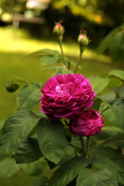 Ros 'Rose de Rescht'