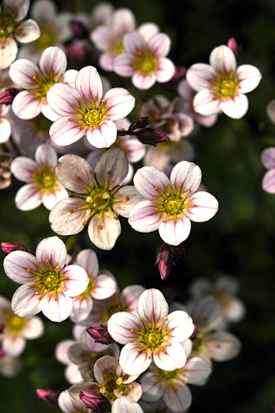 Rosenbräcka, Saxifraga arendsii