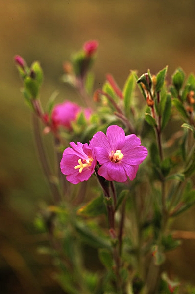 Rosendunört, Epilobium hirsutum