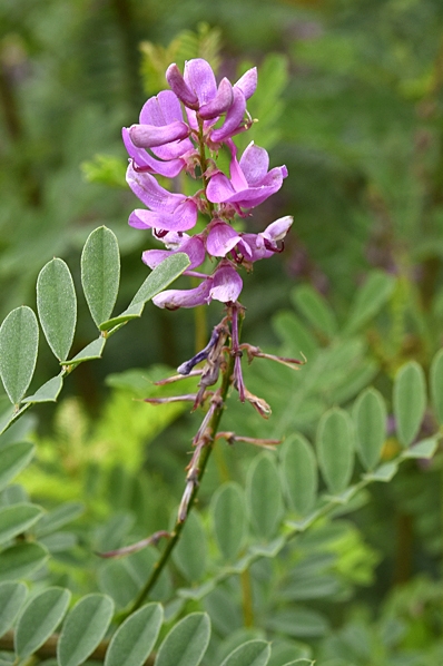 Rosenindigo, Indigofera heterantha