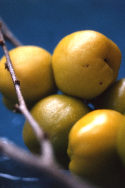 Rosenkvitten, Chaenomeles japonica
