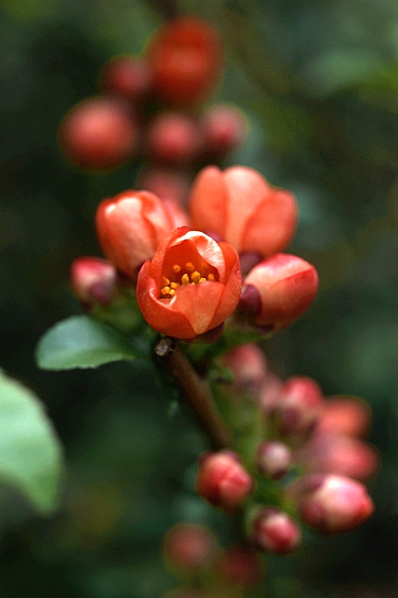 Rosenkvitten, Chaenomeles japonica