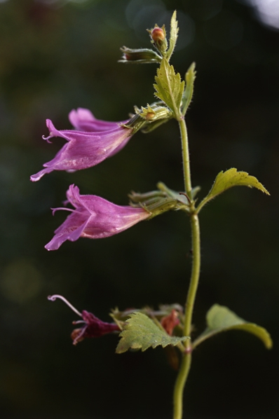 Rosenmynta, Calamintha grandiflora, Satureja grandiflora, Clinopodium grandiflora