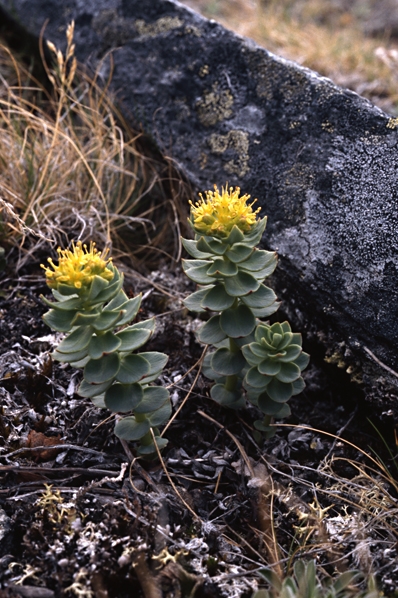 Rosenrot, Rhodiola rosea
