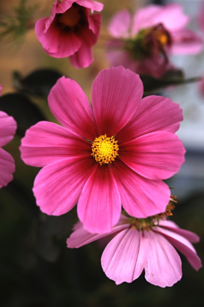Rosenskära, Cosmos bipinnatus