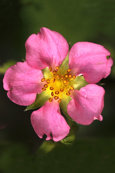RoRosensmultron 'Pink Panda', Fragaria, xComagaria rosea, Comagaria
