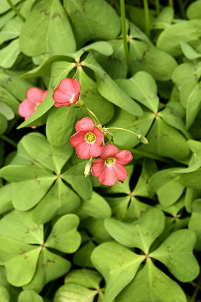 Rosettoxalis, Oxalis tetraphylla