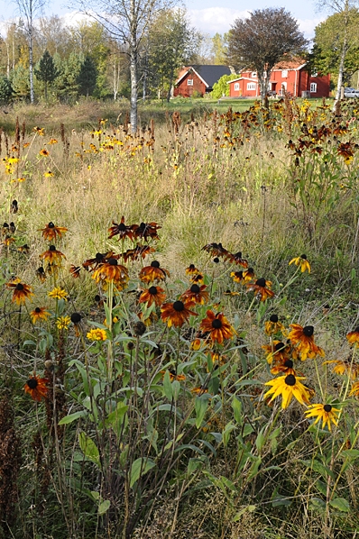 Rudbeckior, Åståkra, Småland, Rudbeckia