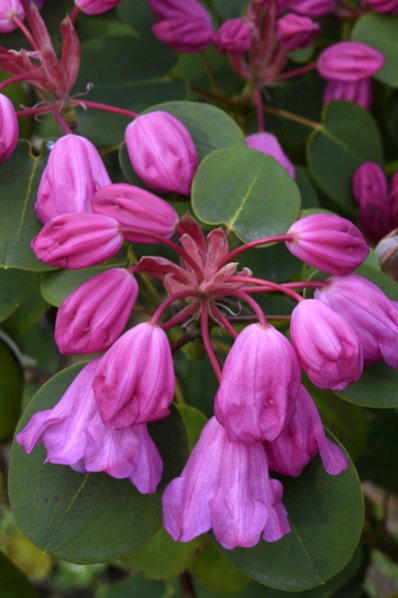 Rundbladsrododendron, Rhododendron orbiculare, rododendron