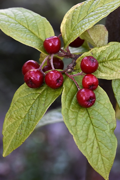 Rynkoxbär, Cotoneaster bullatus